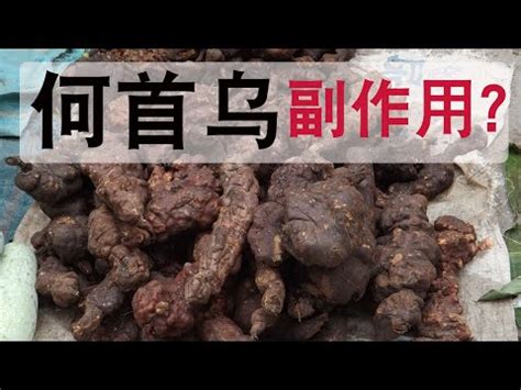 何首烏|何首烏：全面了解及其食用禁忌、功能和方法 – 杏壇中。